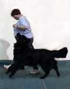 caninecollege.biz Mheel
