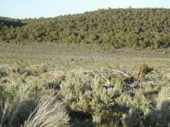sulphurspringshorseregistry.com Mhma