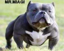 blackacrebulls.com Miagi