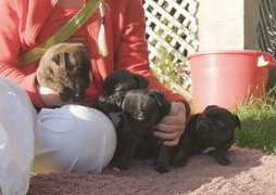 staffords.info Mialle