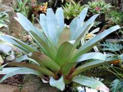 botanic.jp Mianan
