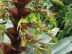 botanic.jp Mianan