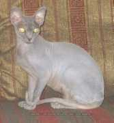 Miasha