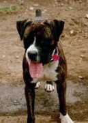 boxerangelsrescue.com Miasy