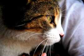 Miaw