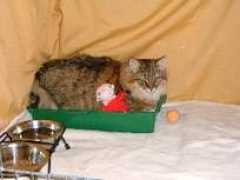 d1925485.u48.surftown.se Mibur