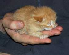 Micet