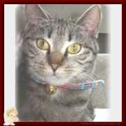 lnx.micimiao.it Micetta