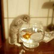 lnx.micimiao.it Micetto