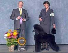 lumierestandardpoodles.com Michaela
