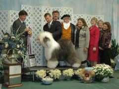 oldenglishsheepdogclubofamerica.org Michaelanne
