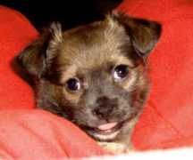 gotpetsonline.com Michale