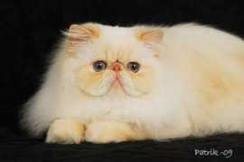 merripaws.com Michaleen
