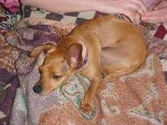 minpins.mgbeng.com Michelem