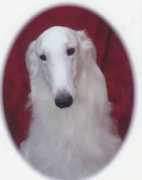avalynborzoi.com Michelene