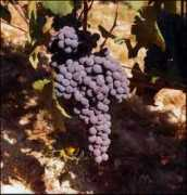 rocchecostamagna.it Michet