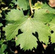 rocchecostamagna.it Michet