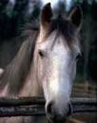 Michoux