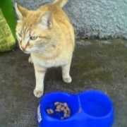 Micia