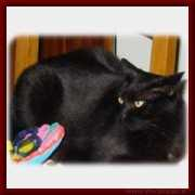 Micia