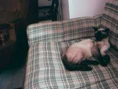 Micia