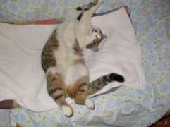 Miciomicio