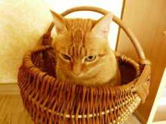 foto.delfi.lt Micius