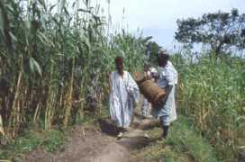 sukur.info Midala