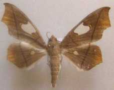 galerie-insecte.org Midila