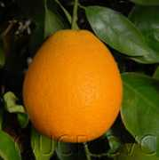 citrusvariety.ucr.edu Midknight