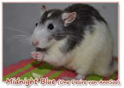 tammeratten.nl Midnightblue