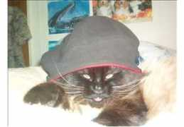 catchannel.com Mielo
