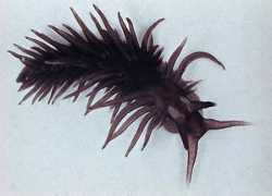 seaslugsofhawaii.com Mietta