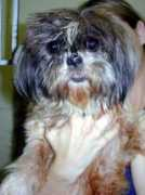 shihtzu-rescue.com Mieure