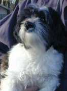 shihtzu-rescue.com Mieure
