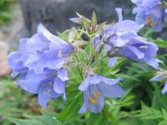 botanic.jp Mihana
