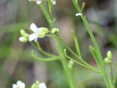 botanic.jp Mihata