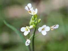 botanic.jp Mihata