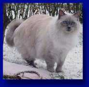 finragdolls.net Miinalainen