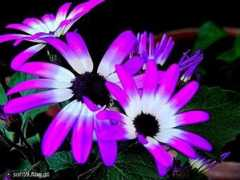 sofi59.flog.pl Mijane