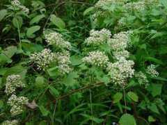 missouriplants.com Mikania