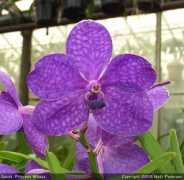 slipperorchid.com Mikassa