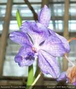 slipperorchid.com Mikassa