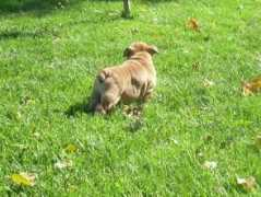 vivapets.com Mikcy