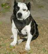 ta2linekennels.com Mikeland