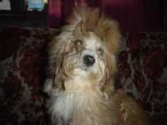 pawsunlimited.petster.com Mikhay
