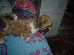 pawsunlimited.petster.com Mikhay