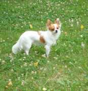 mickey-chihuahua.xf.cz Mikiki