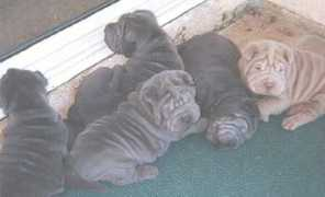 vonwrinkles.com Mikobi