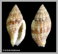 eurasiashells.net Mikoi